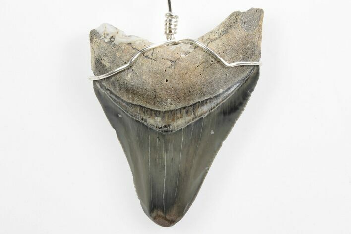 Fossil Juvenile Megalodon Tooth Necklace - Serrated #241981